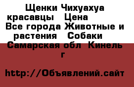Щенки Чихуахуа красавцы › Цена ­ 9 000 - Все города Животные и растения » Собаки   . Самарская обл.,Кинель г.